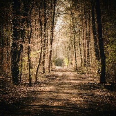 Wandelcoaching Schaijk