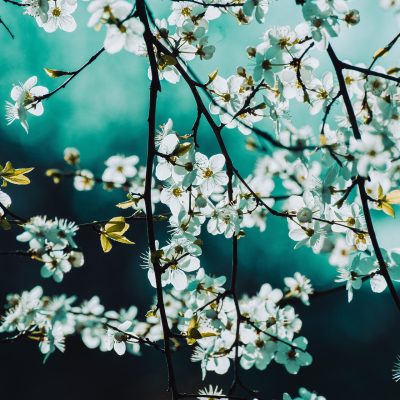 wal_172619-blossoms-6991112_1920